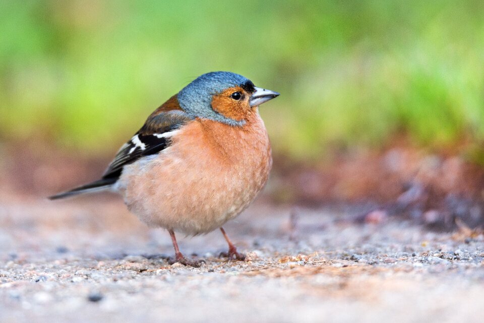 Nature fringilla coelebs common chaffinch