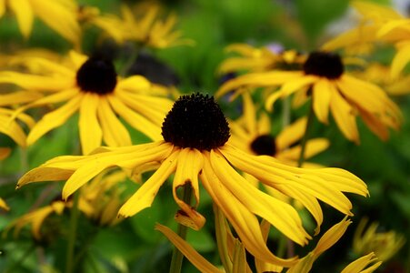 Yellow plant garden