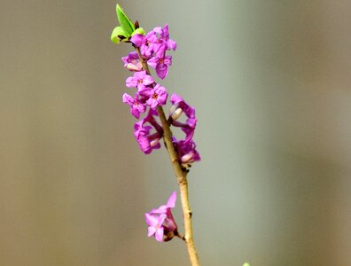 The first daphne spring march