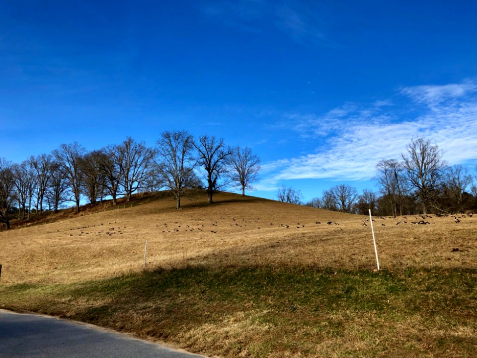Flock of Geese, Biltmore Estate, Asheville, NC 