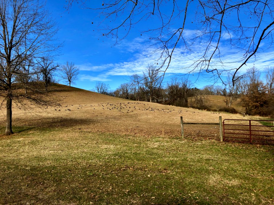 Flock of Geese, Biltmore Estate, Asheville, NC 