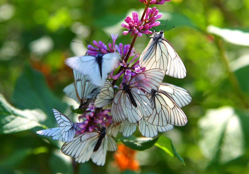 Instinct butterfly spring