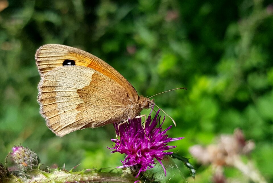 Insect nature animal
