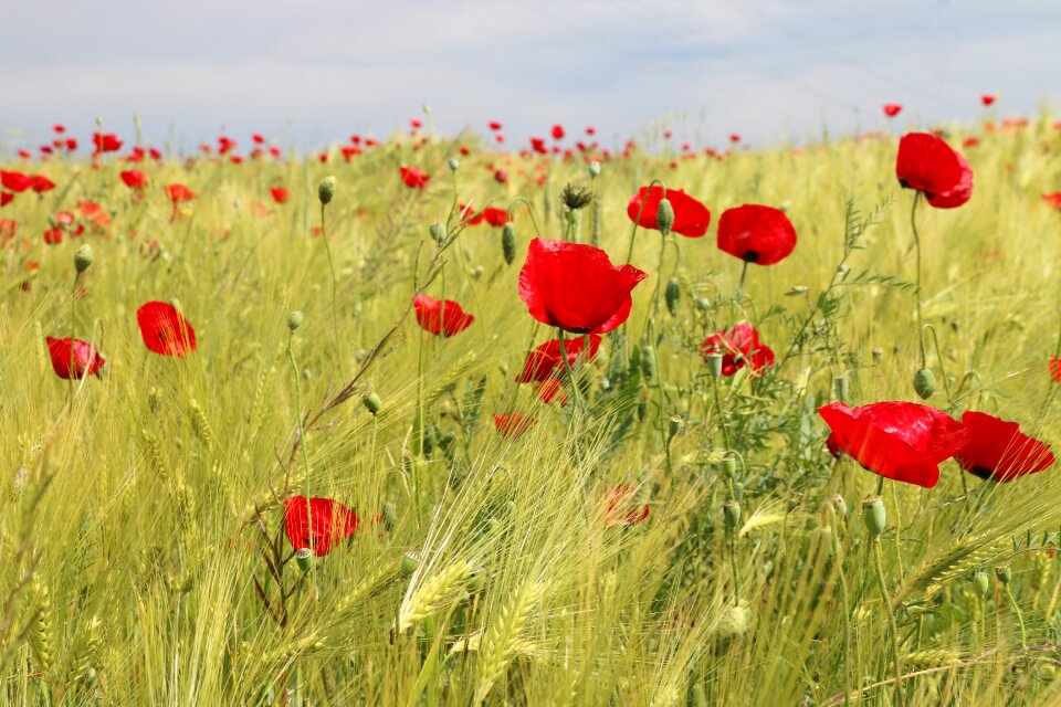Nature flowers green