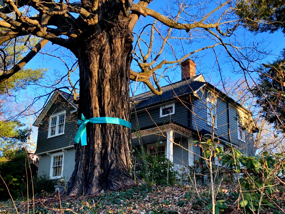 Cullowhee Street, Montford, Asheville, NC 