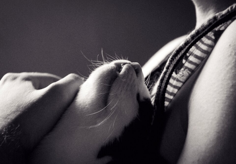 Black and white cat white and black sleepy cat