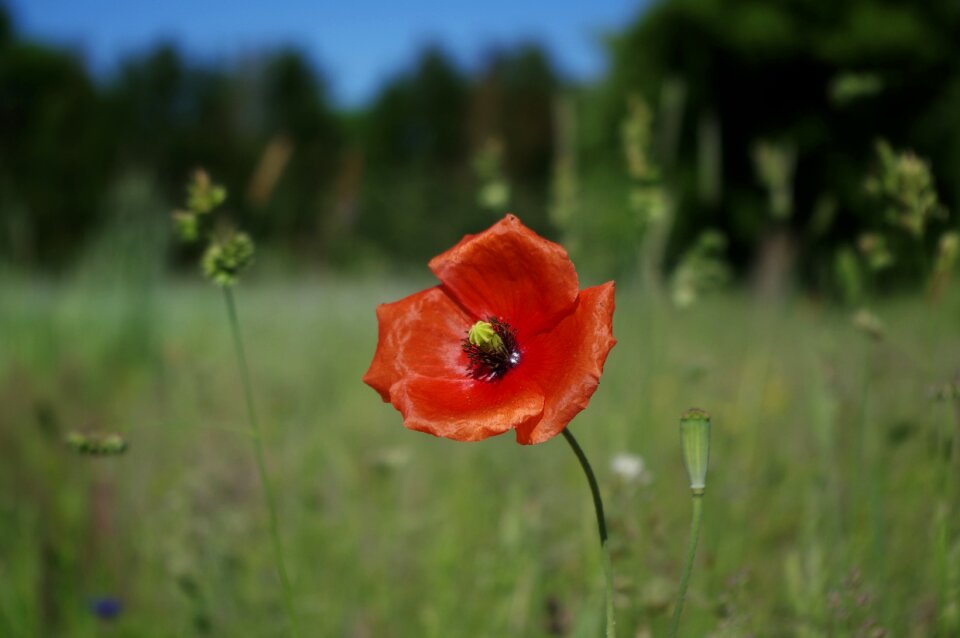 Nature red turkish poppy