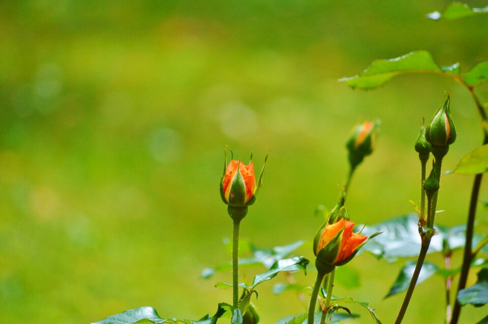 Orange rose bloom flower