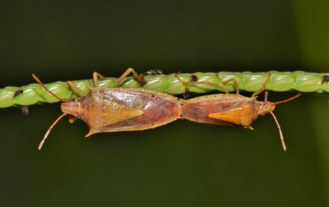 Rice stink bug insect insectoid