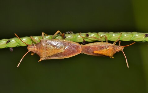 Rice stink bug insect insectoid photo