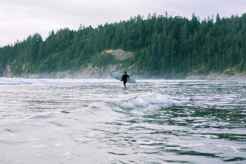 Board surfboard pine trees
