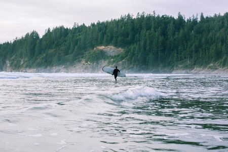 Board surfboard pine trees photo