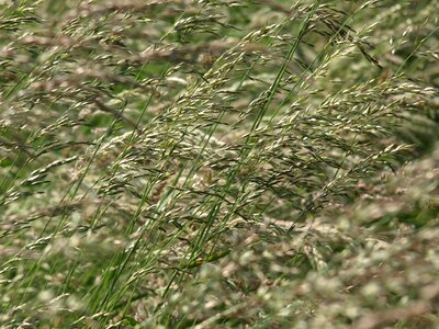 Meadow wind summer