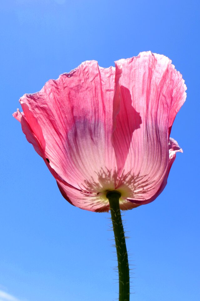 Blossom bloom close up