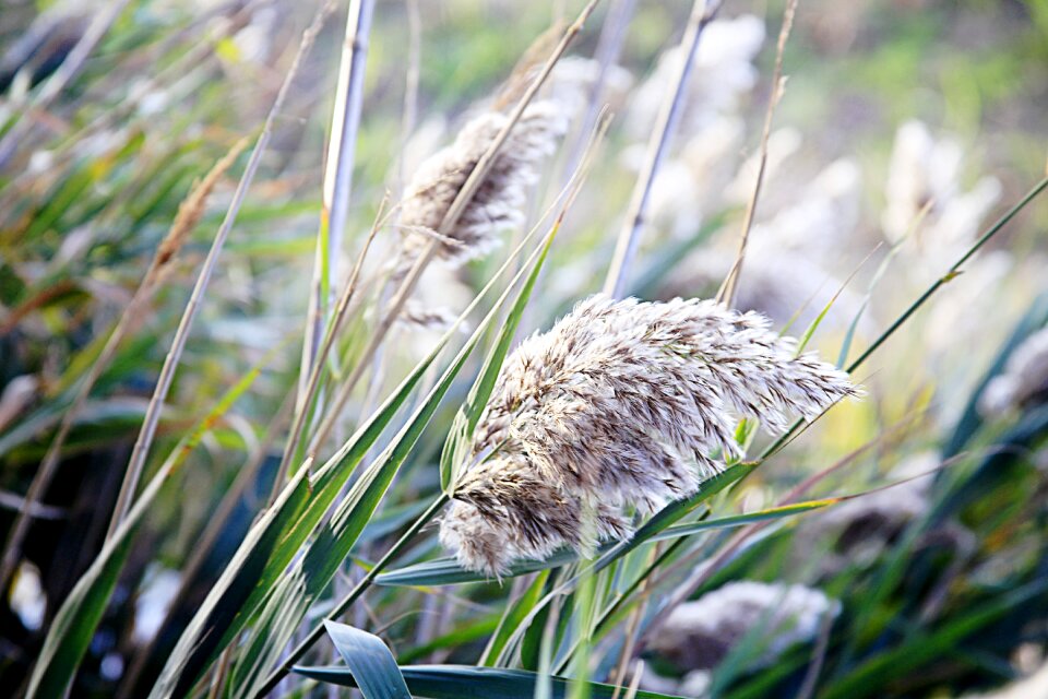 Landscape plant vegetation