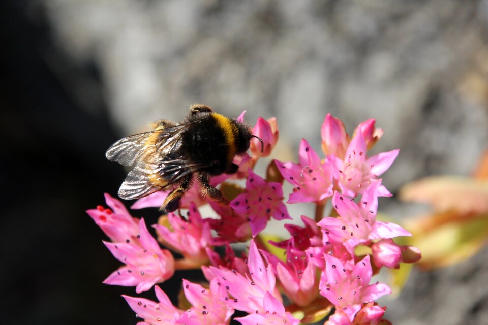 Bloom insect pollination
