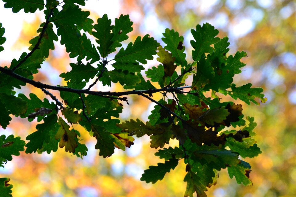 Leaves landscape autumn forest photo