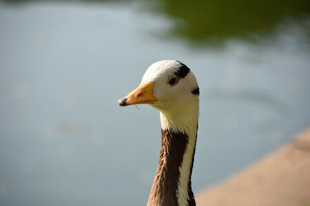 Duck beak foraging photo