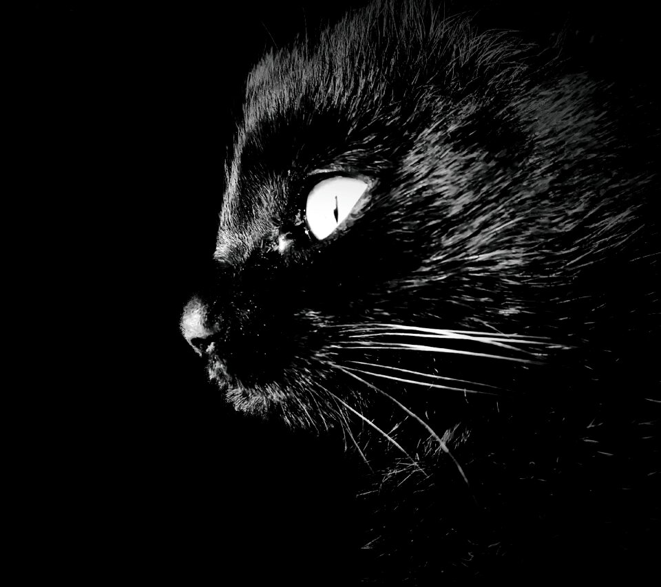 Cat intrigue darkness