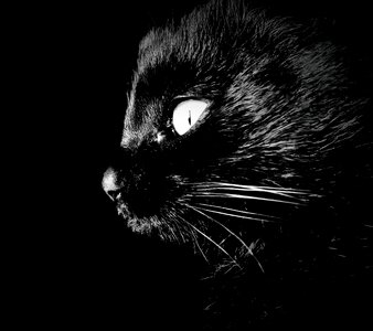 Cat intrigue darkness