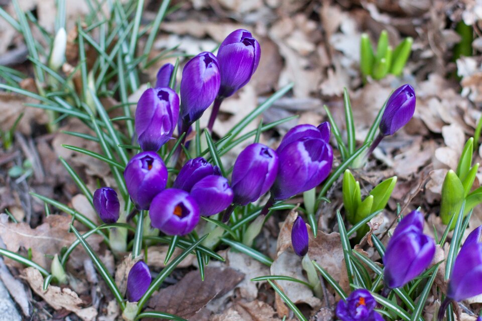 Flower purple garden