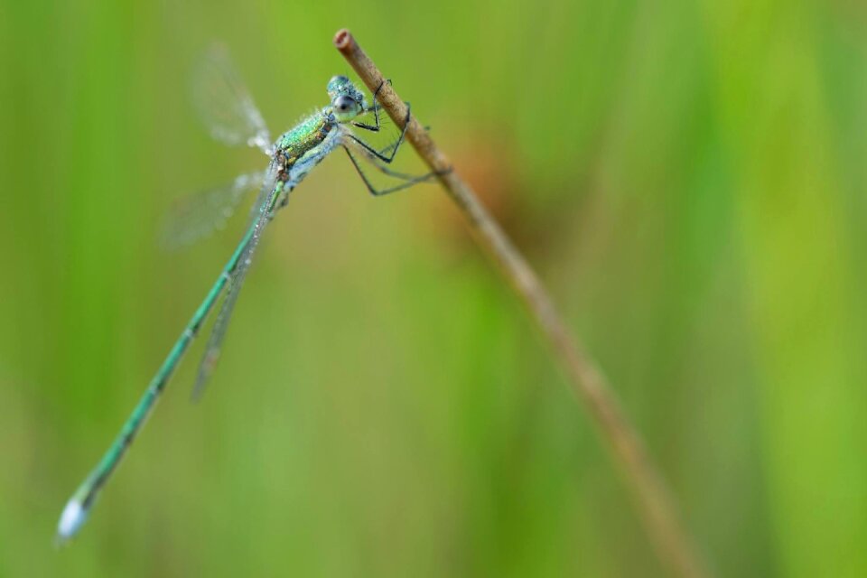 Green bug nature