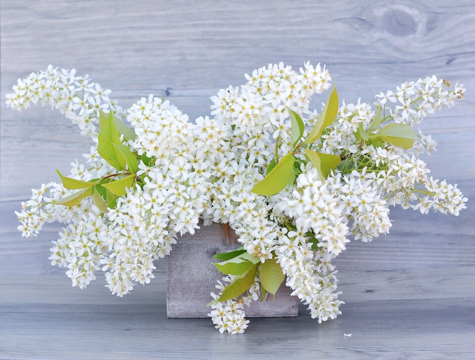 Flowering twig lilac branches branches