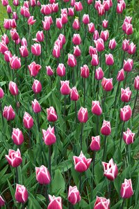 Holland pink purple