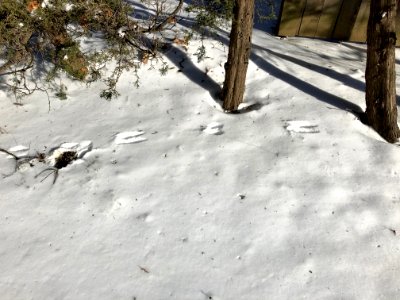 Footprints in the Snow, Hebrew Union College, CUF, Cincinn… 