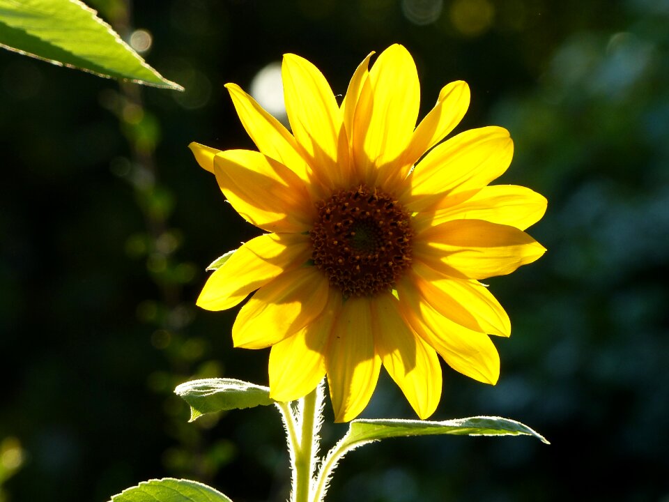 Sunflower blossom bloom