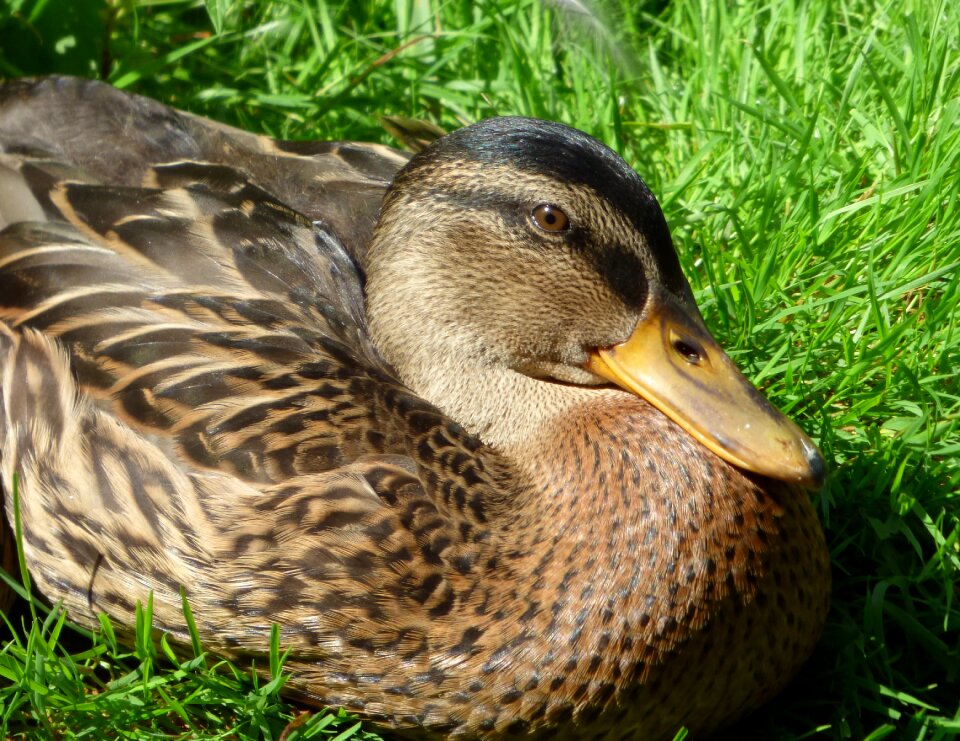 Plumage water bird animal
