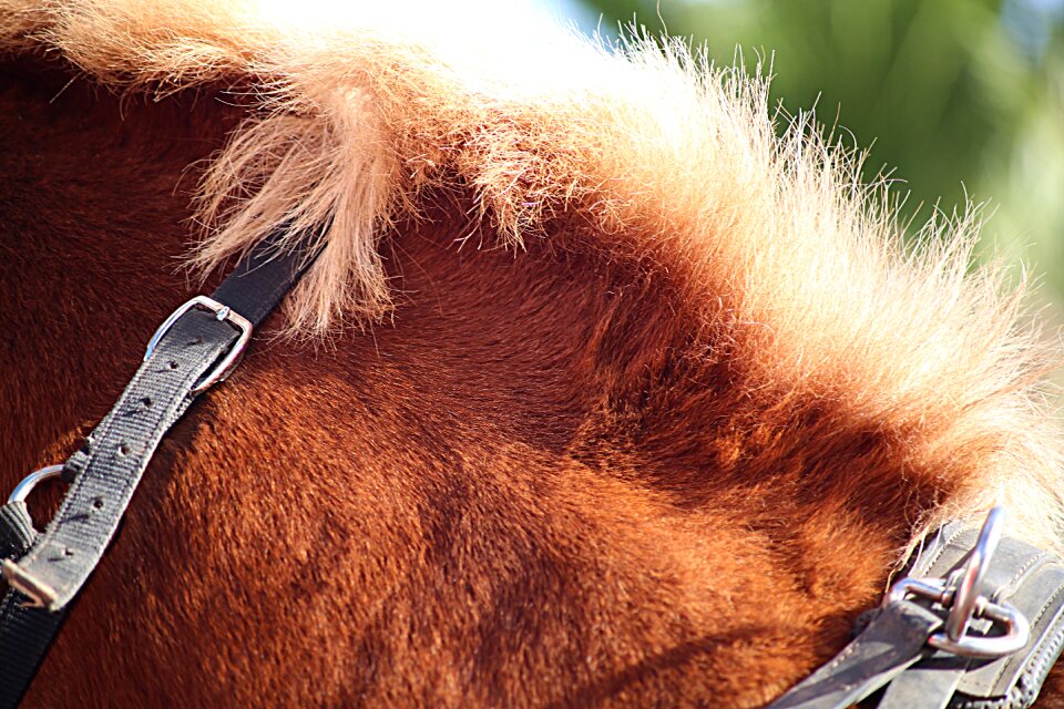 Horseback riding equine animals