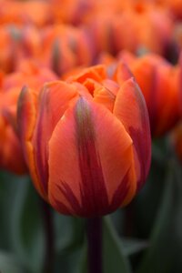 Floral orange flower holland