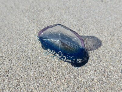 Nettle transparent sand photo