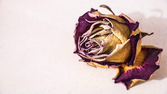 Withered garden petal