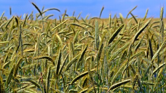 Plant nature field crops
