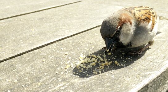 Bread carry sparrows photo