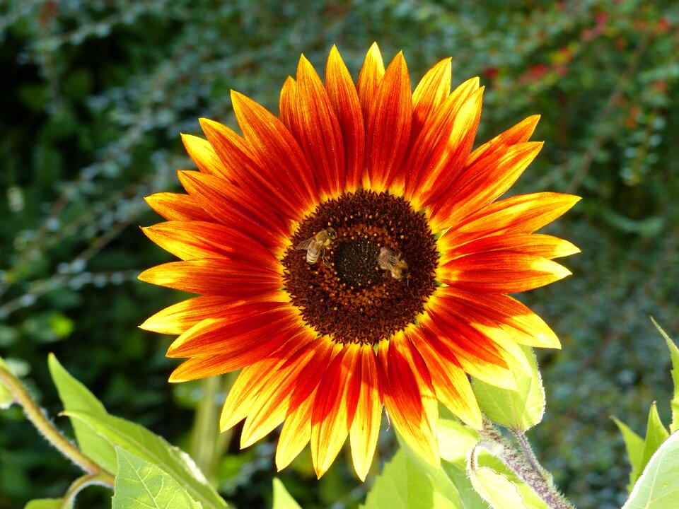 Sunflower autumn yellow photo