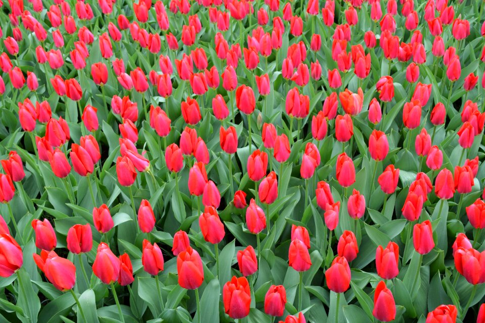 Holland amsterdam keukenhof