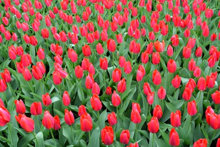 Holland amsterdam keukenhof