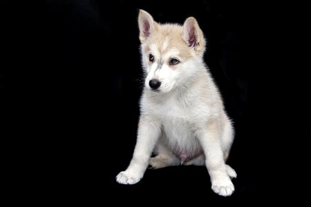 Animals cute sweet