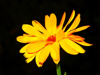 Flower meadow naturopathy close up