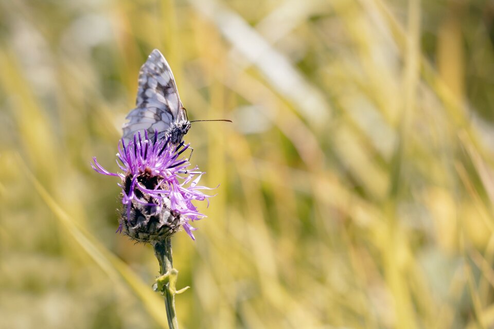 Butterfly edelfalter meadow