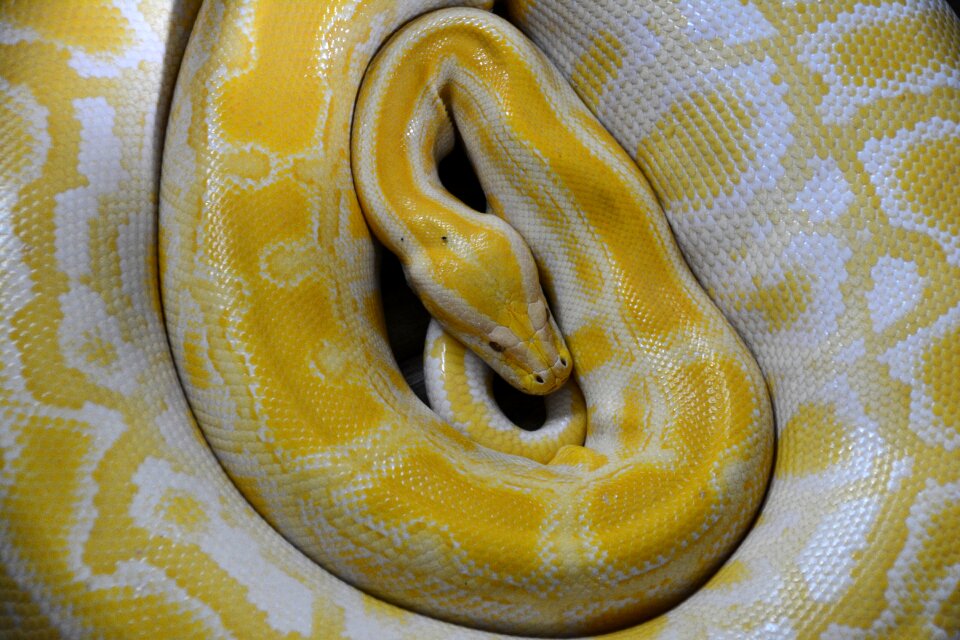 Non toxic boa constrictor