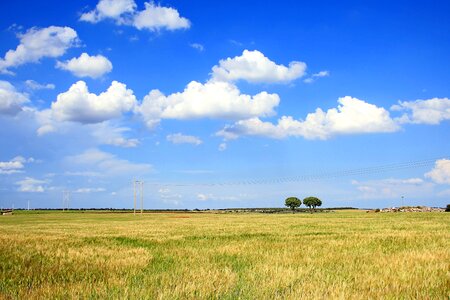 Sky landscape flowers