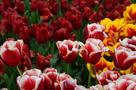 Pink yellow flowers photo