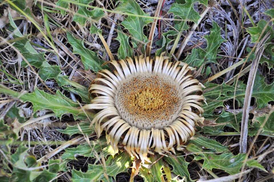 Wild flowers wild nature
