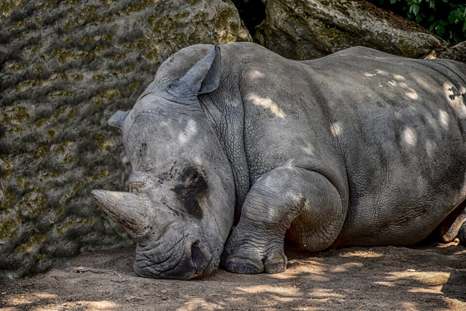 Zoo wildlife rhinoceros