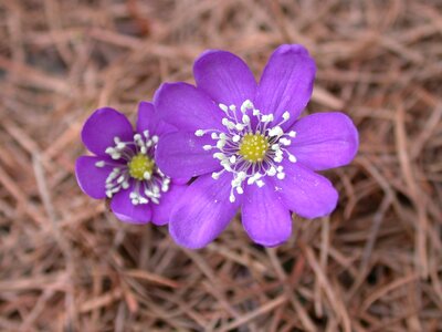 Flower mountain violet photo