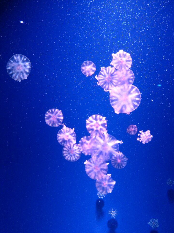 Jellyfishes pink sea animal